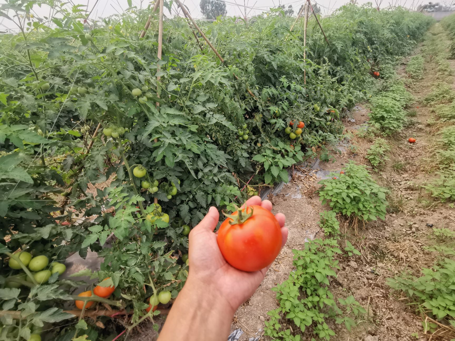 硬粉西红柿 番茄 西红柿 硬果 求收购
