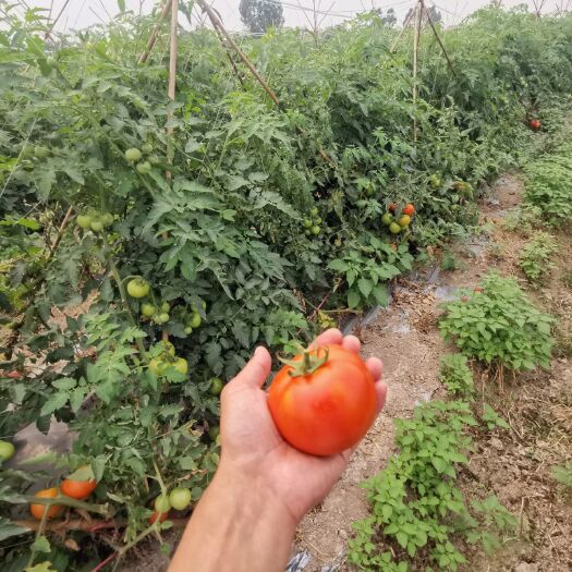 广州硬粉西红柿 番茄 西红柿 硬果 求收购