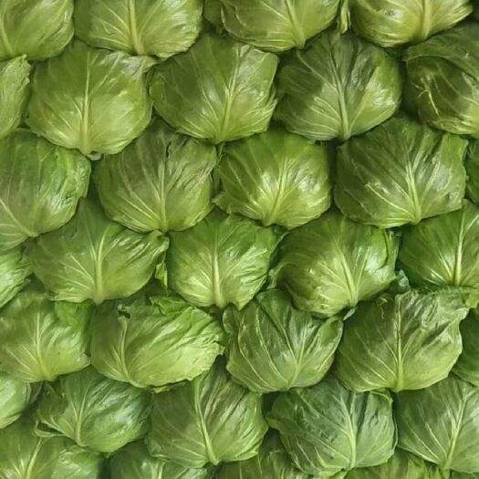 包菜 精品甘蓝大量现货