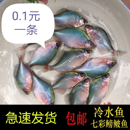 耒阳市螃蚾  鳑鲏鱼 七彩鳑鲏 高体鳑鲏 冷水鱼 群游鱼 除丝藻