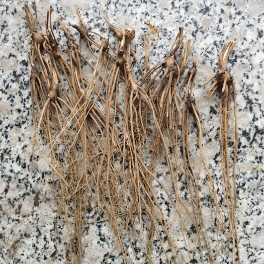 围场县北苍术一年苗，二年苗产地:承德市围场县