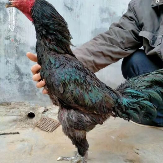 中牟县斗鸡，高质量斗鸡养殖出售