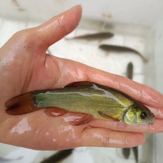 眉山丁桂鱼苗
