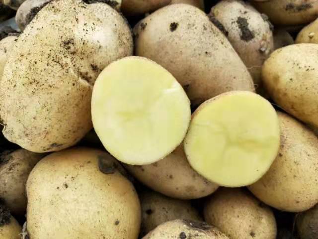 宁安市 牡丹江尤金885土豆汇友代办