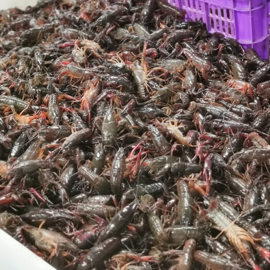 潜江市湖北潜江小龙虾，批发，团购，支持一件代发，自产自销