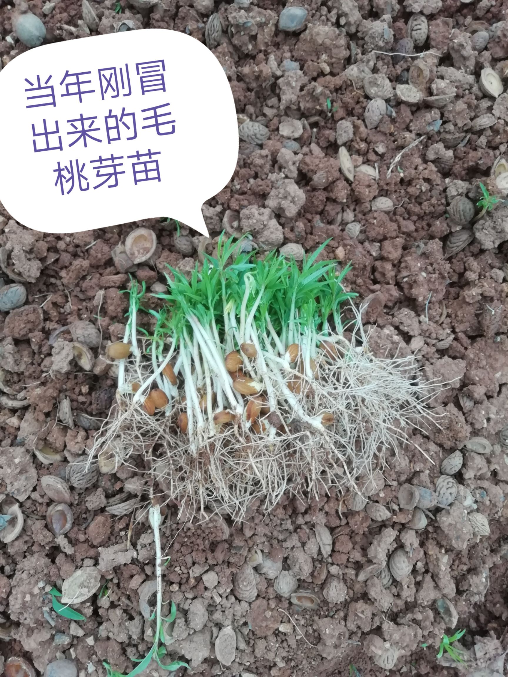 ˷ë ëѿ磬ëС