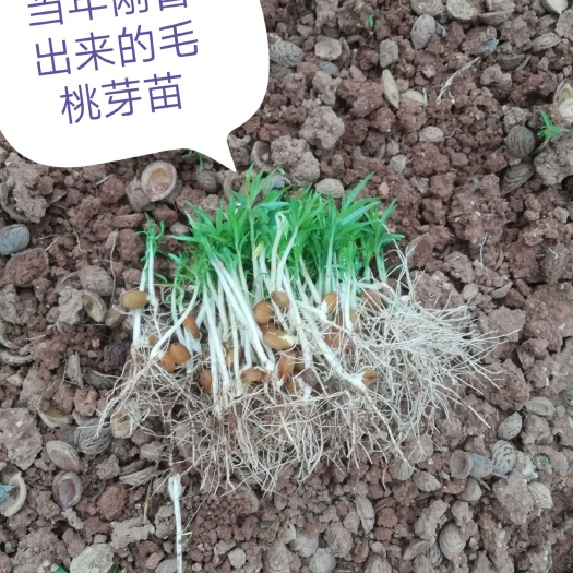 毛桃苗 毛桃芽苗，毛桃小苗
