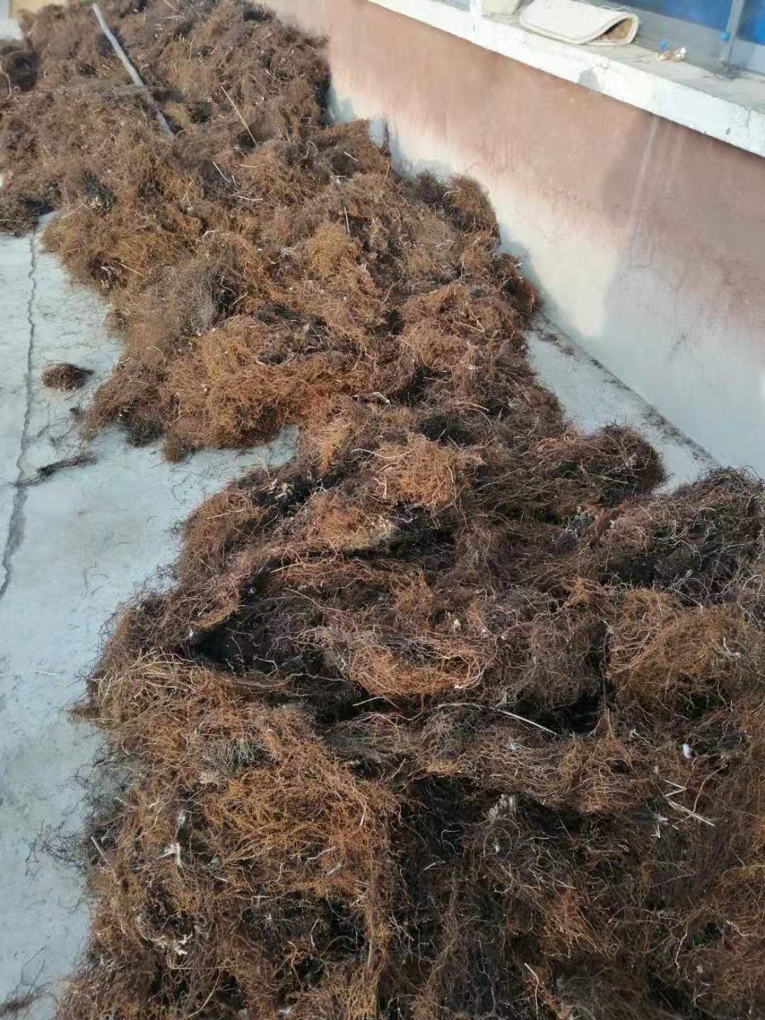 威灵仙种苗  威灵仙山辣椒秧 铁线莲