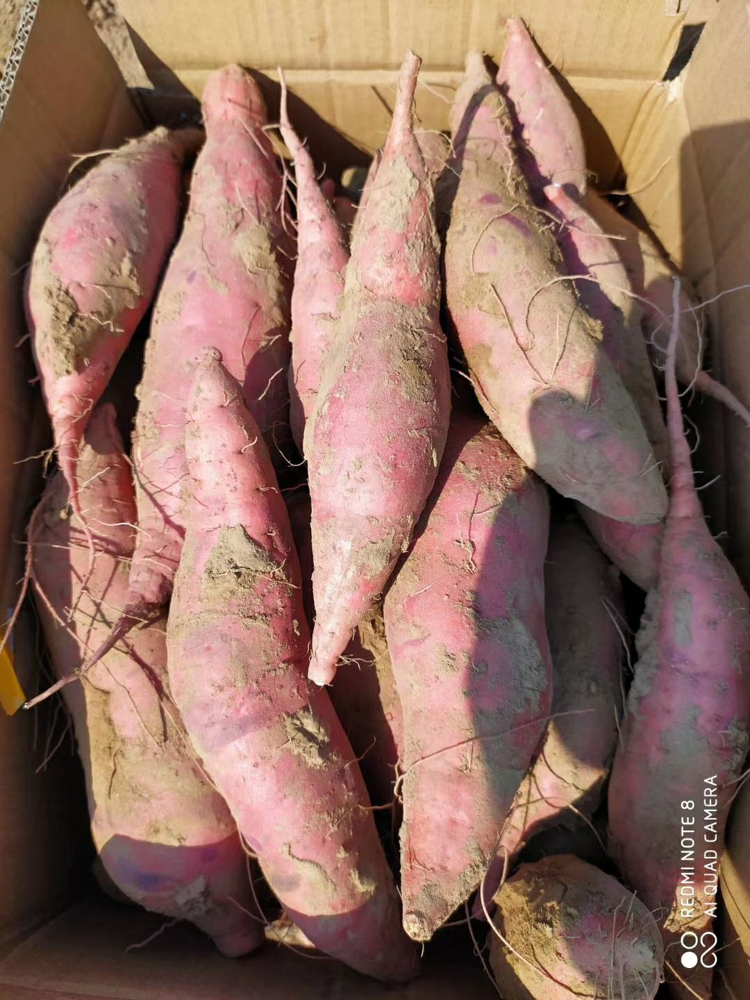 商薯19红薯苗  大开花 龙九红薯苗  品种齐全