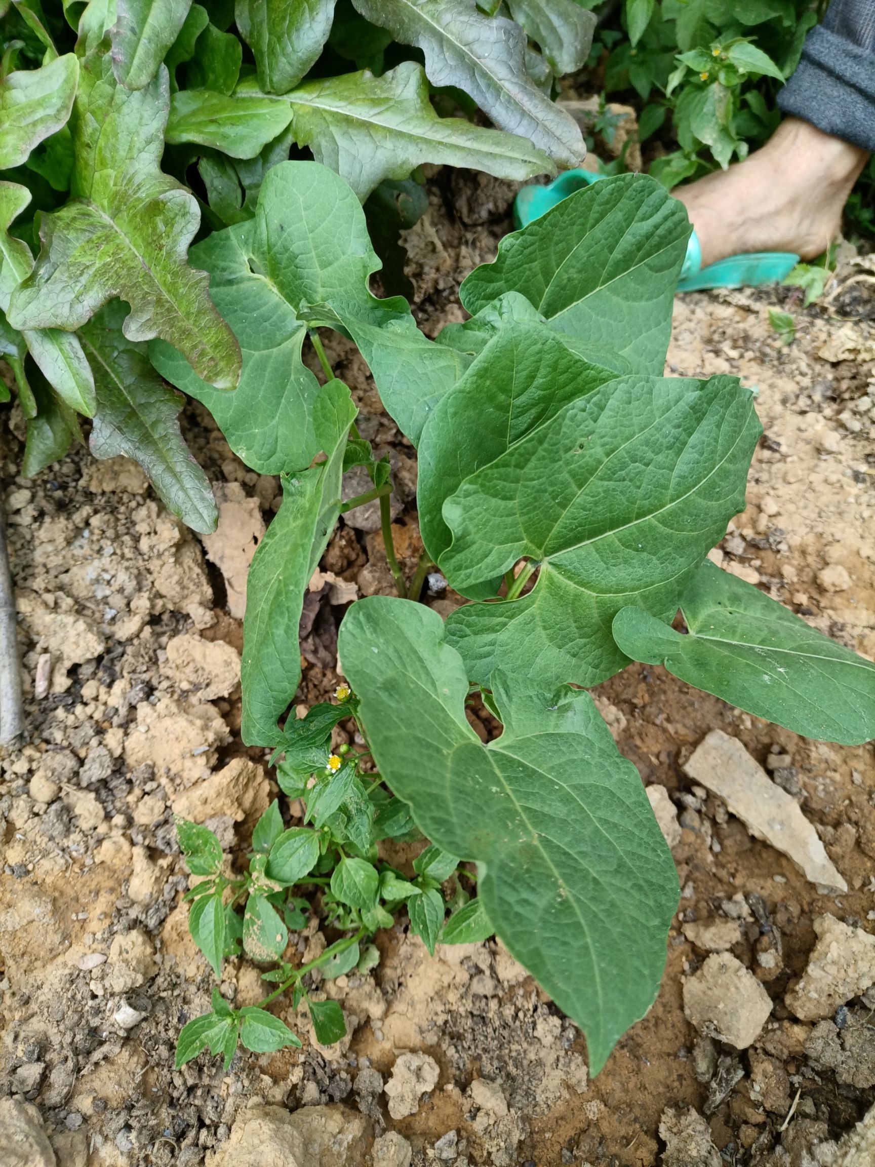 云南本地花豆，农家红花豆，紫花芸豆，酸菜豆米，可以做种子留种