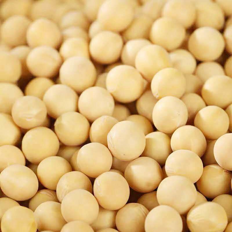 超级高产黄豆种子。亩产千斤以上。