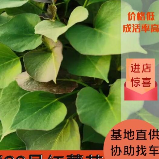 元氏县济薯26号红薯苗  本基地薯苗，根粗苗莊，小冷棚，晾晒时间长！