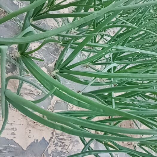 定州市红皮洋葱  洋葱