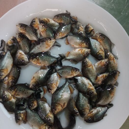 广州鲳鱼苗  鲳鱼鱼苗