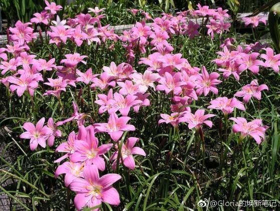 沭阳县韭莲  风雨兰种球韭兰水仙花按斤批发欢迎工程绿化花海四季供应