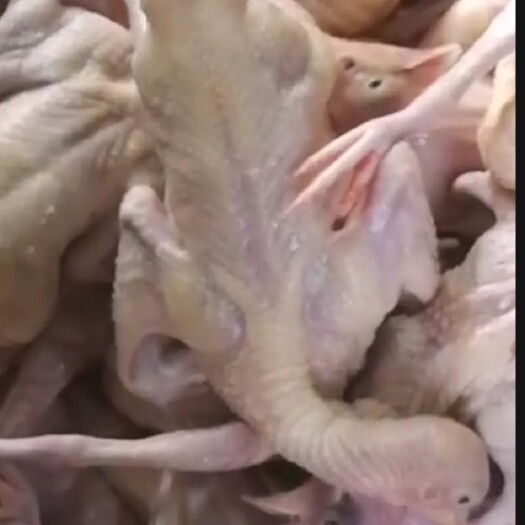 阜阳 新鲜白条鸽