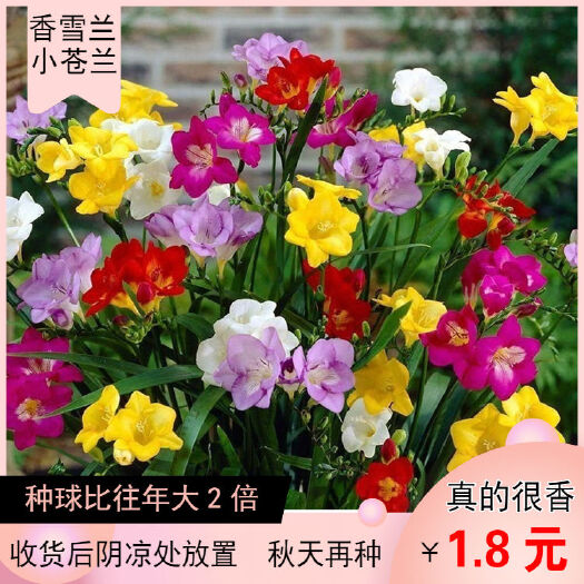 沭阳县香雪球种子  香雪兰种球小苍兰切花品种基地直发按颜色欢迎批发