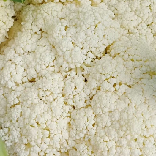 邯郸白花菜花 精品花菜 大量现货