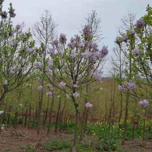盐城紫丁香  丁香树价格  地径8公分丁香树价格