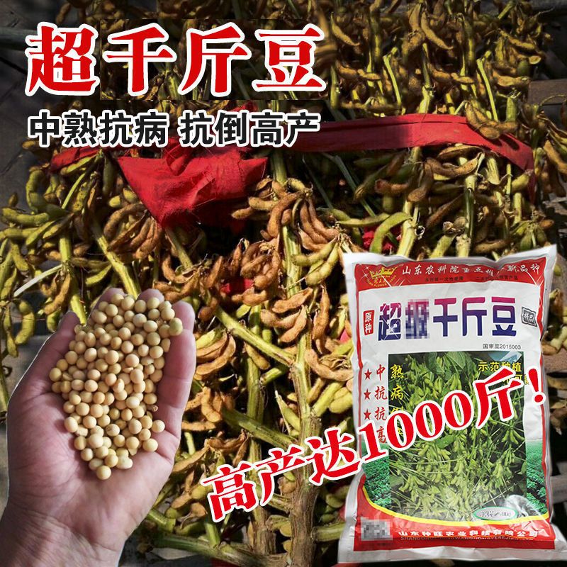 原陽縣超級高產黃豆種子。畝產千斤以上