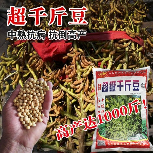 超级高产黄豆种子。亩产千斤以上。