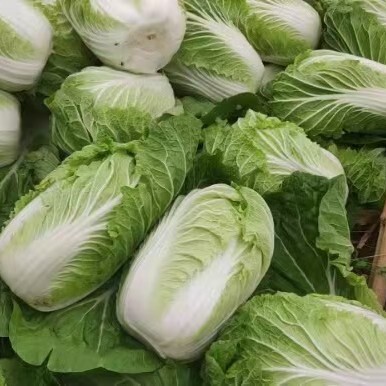 邯郸黄心大白菜  邯郸大白菜大量上市