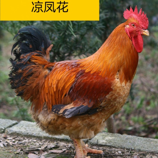 南宁良凤花鸡苗，品种纯正，优质好苗，已打疫苗，包运费包路上损失。