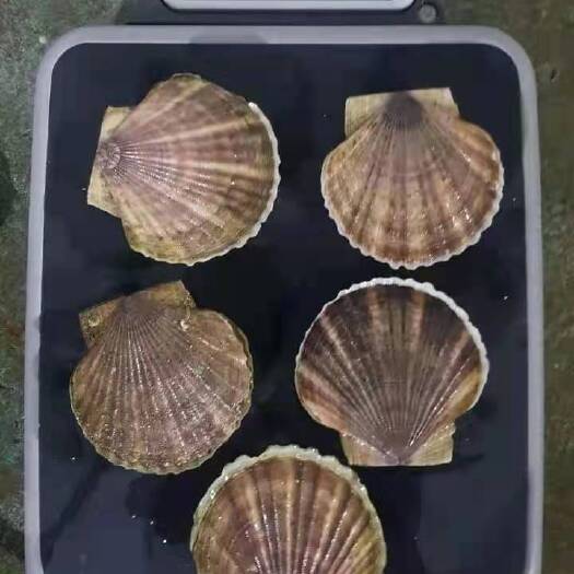 绥芬河市虾夷扇贝 半壳贝