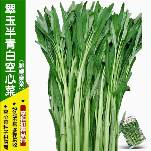 福州翠玉空心菜种子半青白  脆嫩雍菜种籽大梗好吃 多茬采收