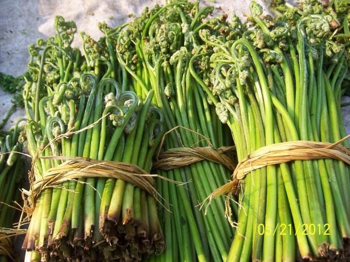 福泉市 贵州高山野生蕨菜，现摘现卖，需要的联系