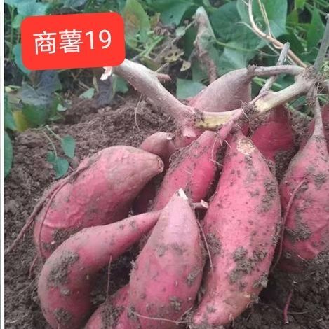 民权县商薯19红薯苗，高淀粉薯，脱毒，货源充足，产地直供，品种保证