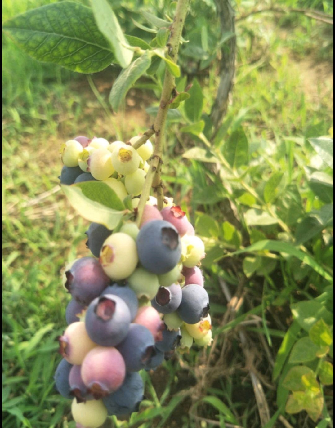  批发多品类蓝莓苗蓝丰，蓝金，白露，瑞卡，优瑞卡，杜克等等