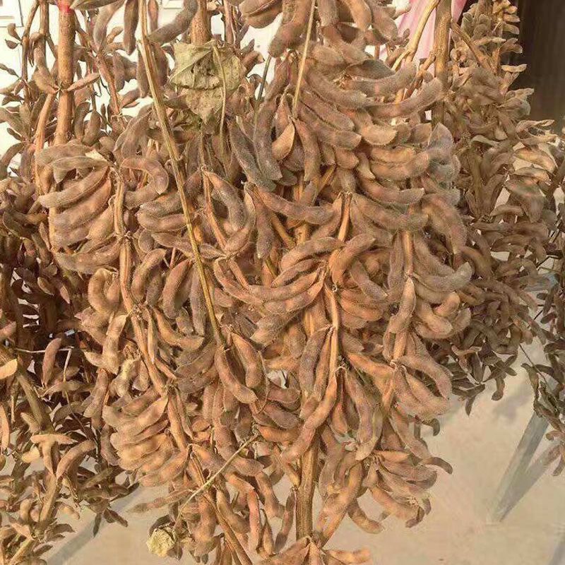 超级高产黄豆种子。亩产千斤以上。
