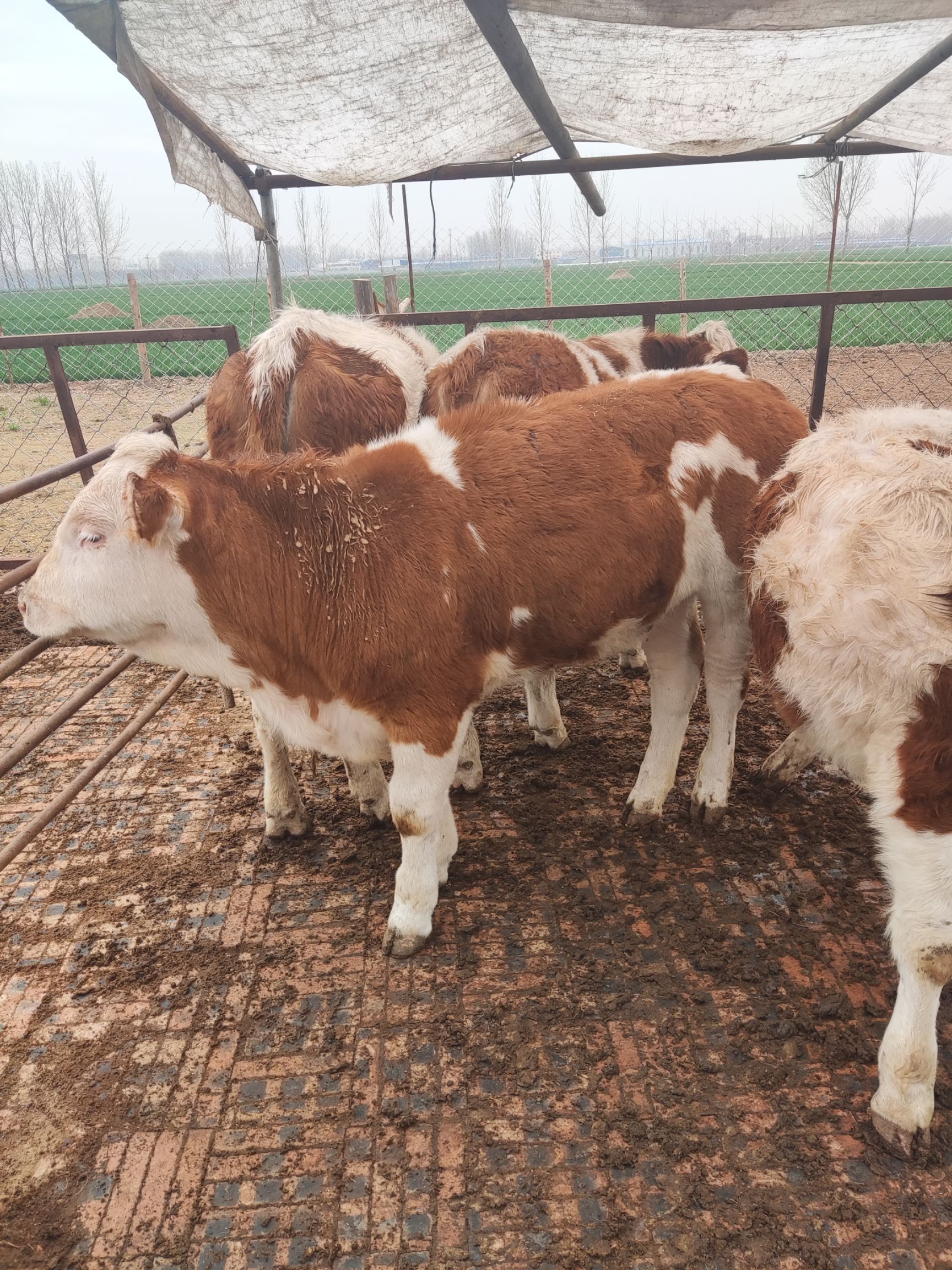 肉牛  ，牛犊，西门塔牛，家庭养殖农场自繁殖自销售生长快抗病强。