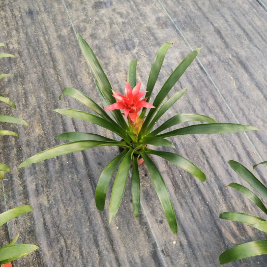 漳平市鸿运当头盆栽植物室内大红色红星凤梨花带花客厅大苗花卉招财盆