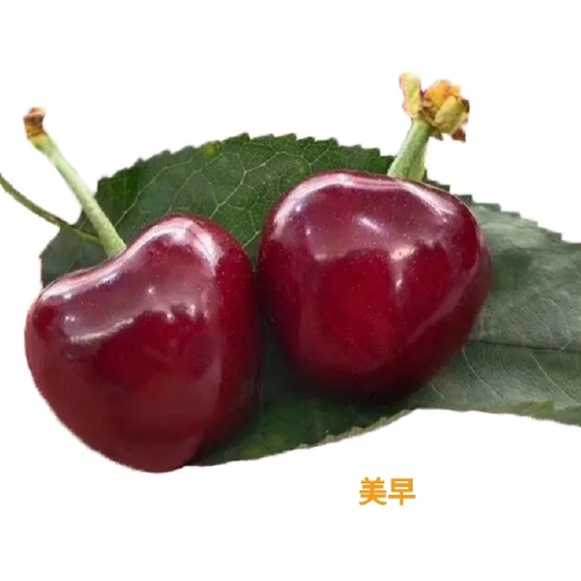 泰安美早樱桃 山东省泰安市泰山区 一级