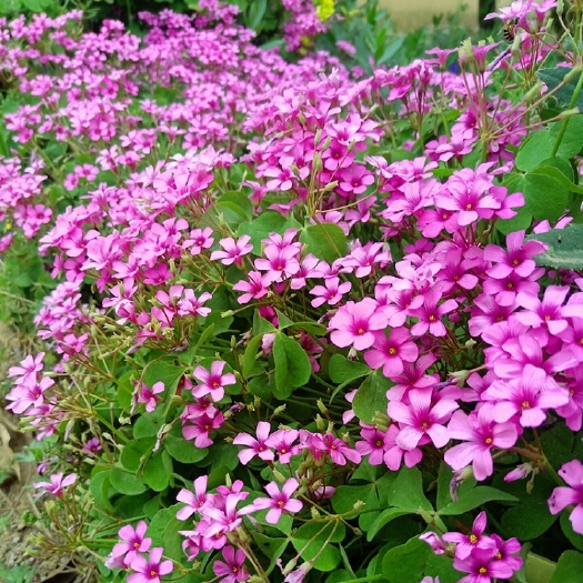 沭阳县马蹄莲  红花草青叶子醡浆草粉色 紫叶醡浆草欢迎绿化工程批发