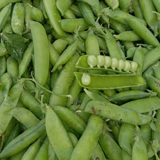 襄樊豌豆荚 大量上市