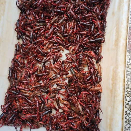 临湘市小龙虾  龙虾