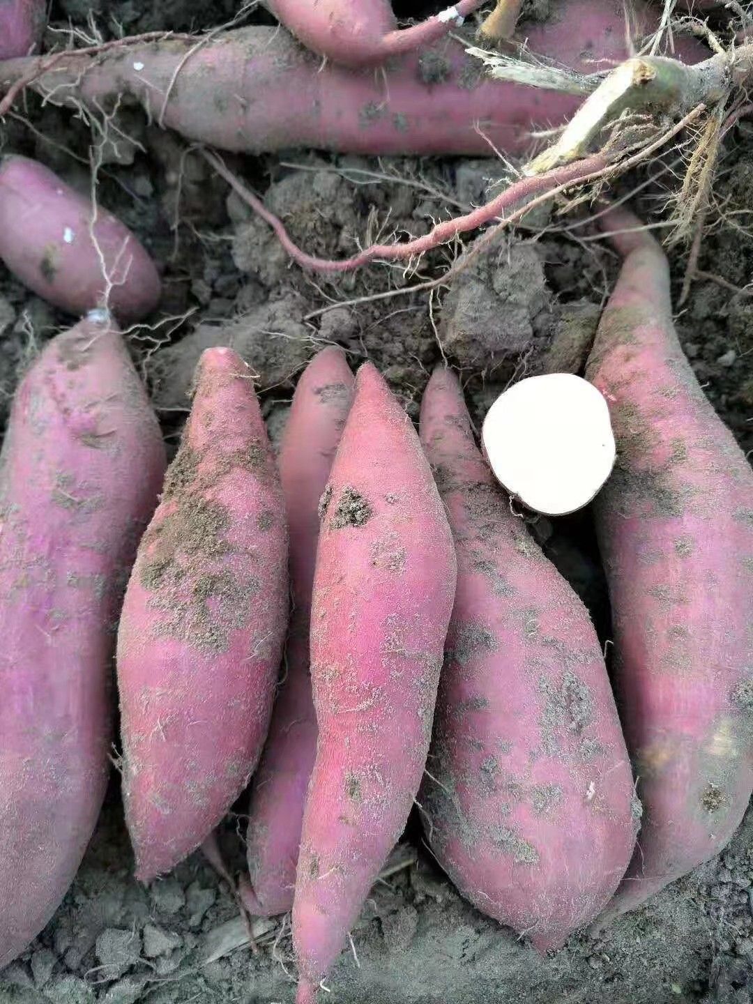 商薯19红薯苗，高淀粉薯，脱毒，货源充足，产地直供，品种保证