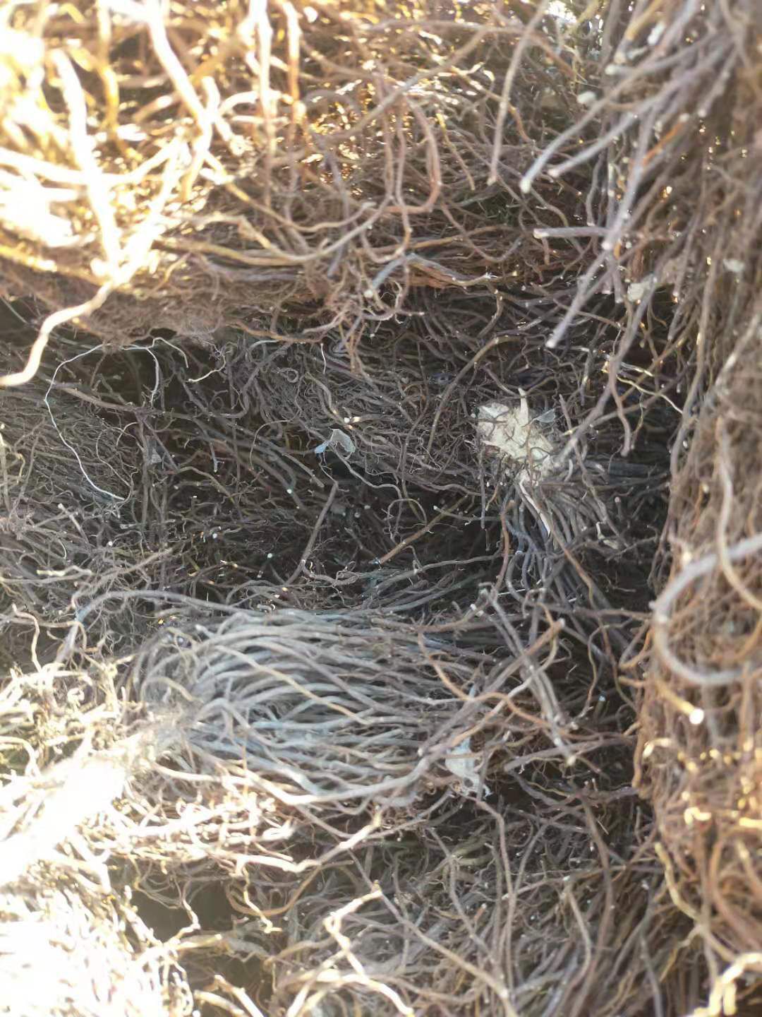 威灵仙种苗  威灵仙山辣椒秧 铁线莲