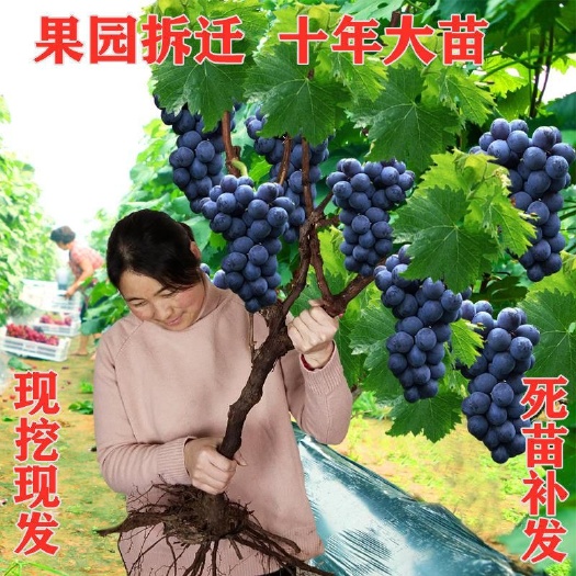 葡萄苗  (今年结果)嫁接矮化双季无架葡萄果树苗耐旱耐热耐寒