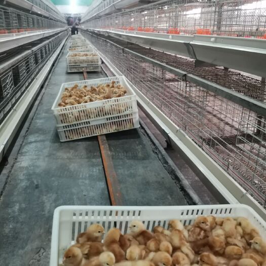 鹤壁脱温鸡苗 青年鸡，脱温鸡出售