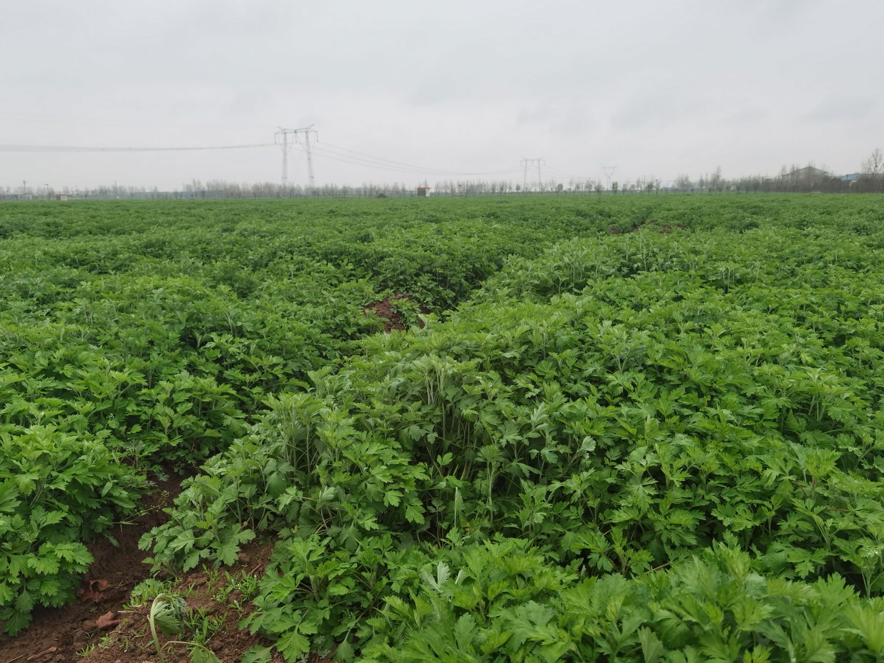 南阳艾草    艾草苗 五叶艾   大叶艾草苗 中草药