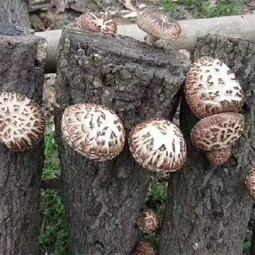野生香菇  秦岭深山野生椴木香菇精选脚短花菇厚菇薄菇大片菜菇