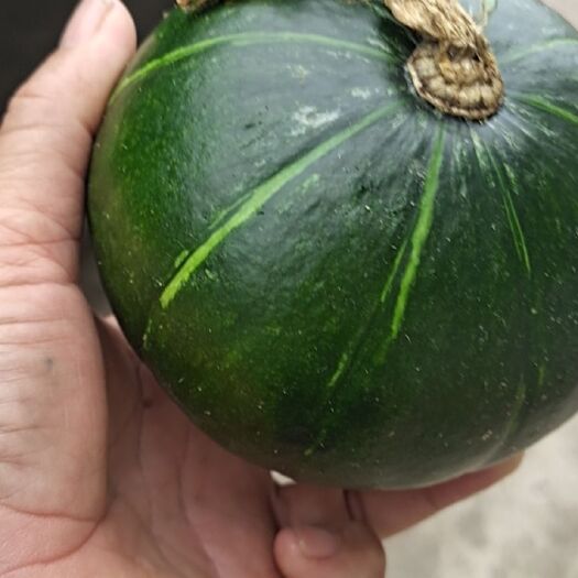 南宁 南瓜黑晶品种，全国各地整车发货