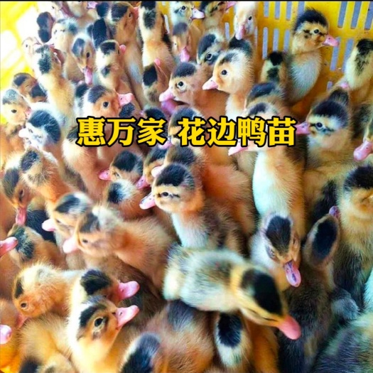 肉鸭苗  花边鸭苗 优质鸭苗 运输包存/活 包做双抗疫苗