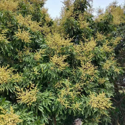 博白县 蜂蜜，龙眼蜜，荔枝蜜，百花蜜