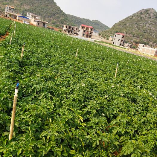 砚山县黄心土豆 黄皮土豆