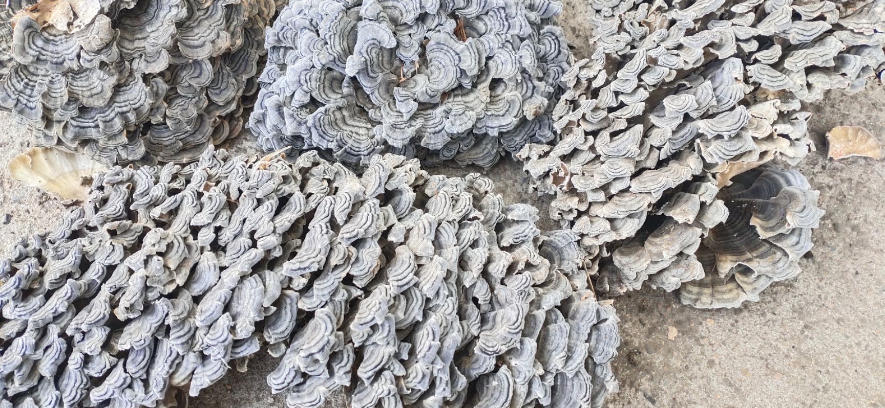 云芝中药材 吉林柳河产地直发